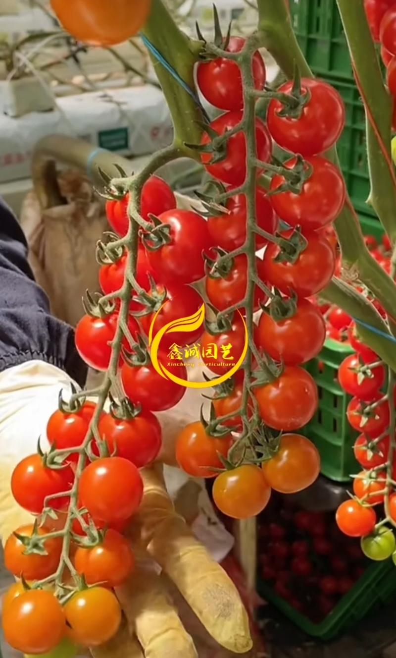 甘肃庆阳串红西红柿小番茄有机釜山88