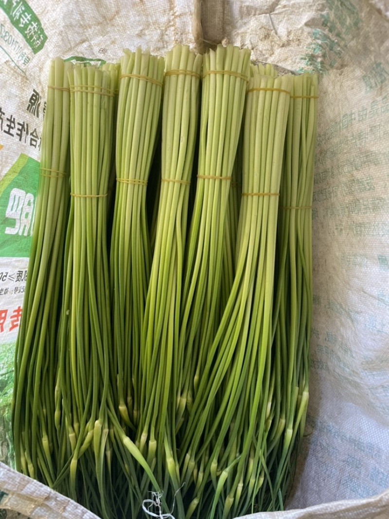 新蒜苔曲靖精装蒜苔，粗苔细苔代办代发全国各地