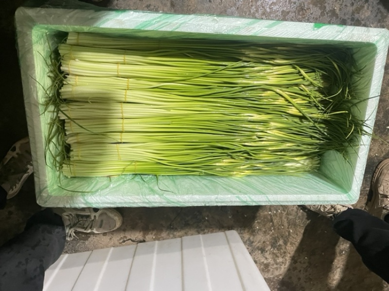 新蒜苔曲靖精装蒜苔，粗苔细苔代办代发全国各地