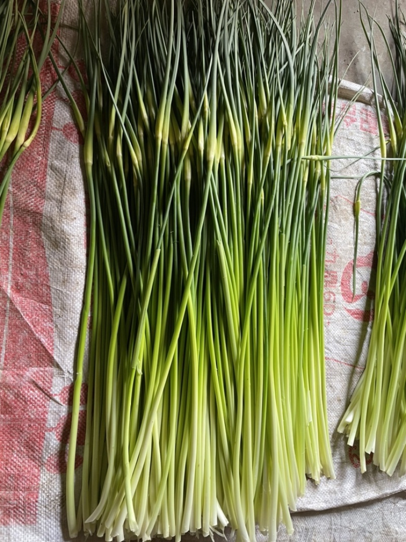 新蒜苔曲靖精装蒜苔，粗苔细苔代办代发全国各地
