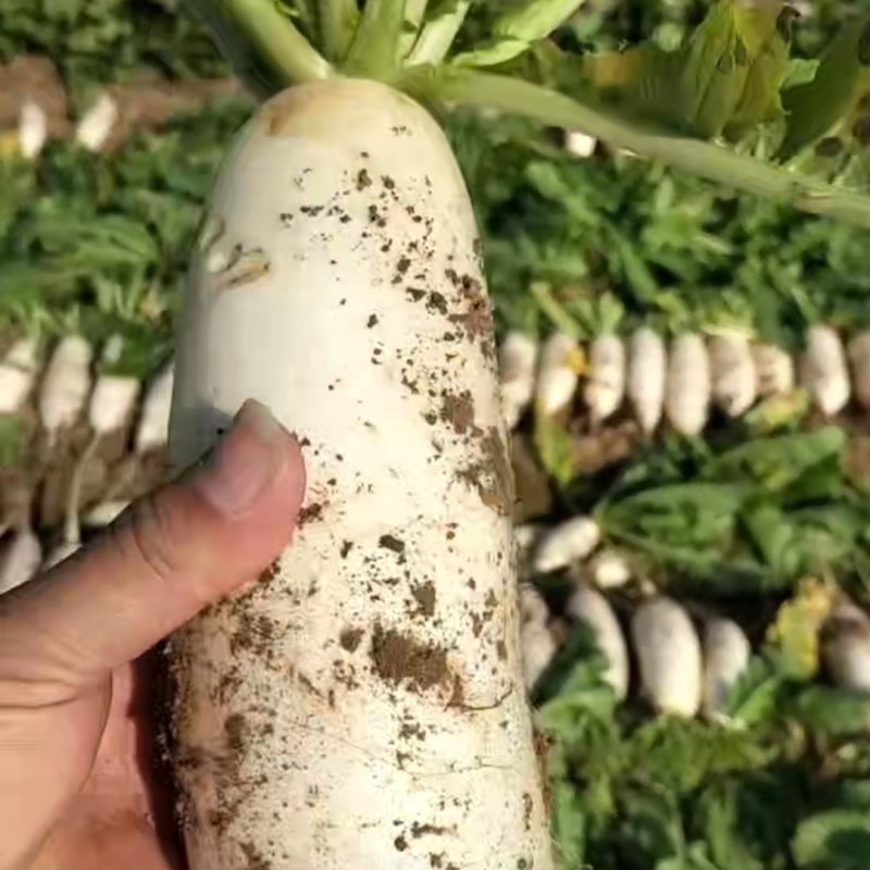 青萝卜，白萝卜，还是大量有货，需要的请与我这一亩田合作