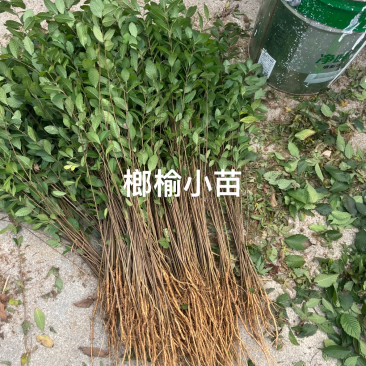 榔榆小苗，小叶榔榆，造型素材，