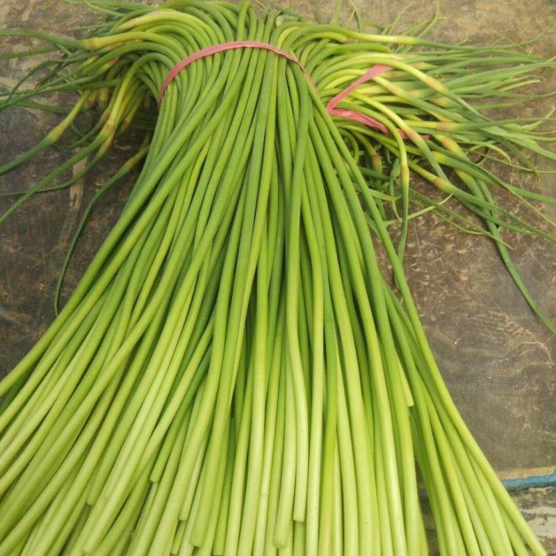 东昌府红帽蒜苔