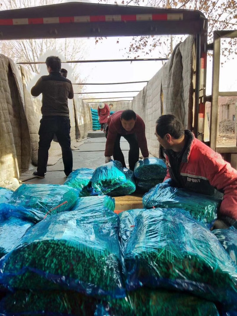 东昌府红帽蒜苔