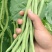 无筋豆种子泰国红籽无筋架豆王抗病性强商品性好结荚密