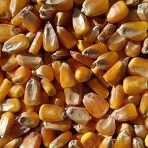 【精品】宁夏大颗粒玉米大量上市万吨现货质量保证现货现发
