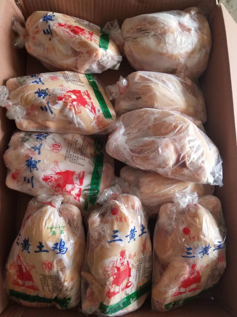 一级三黄鸡