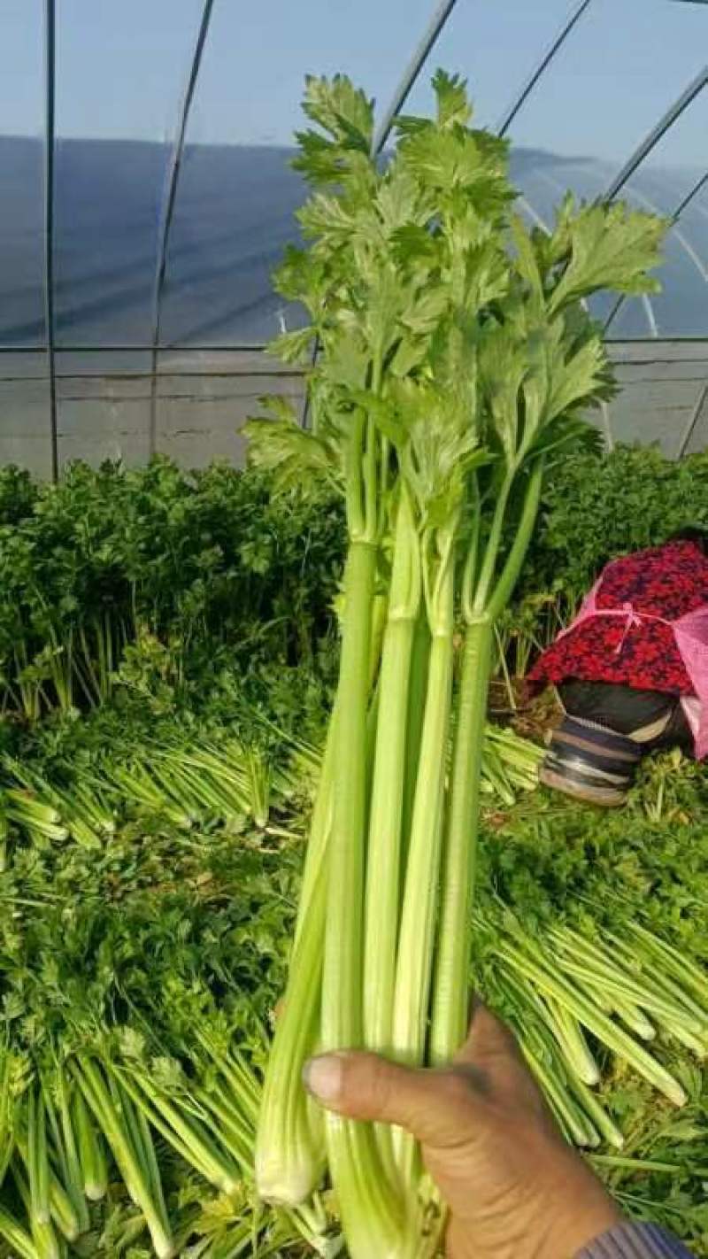 芹菜