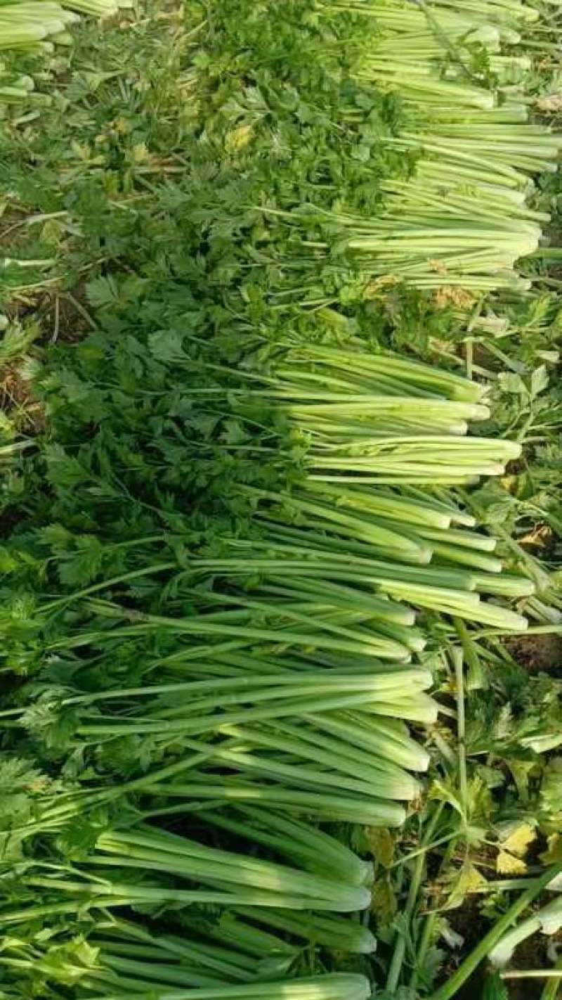 芹菜