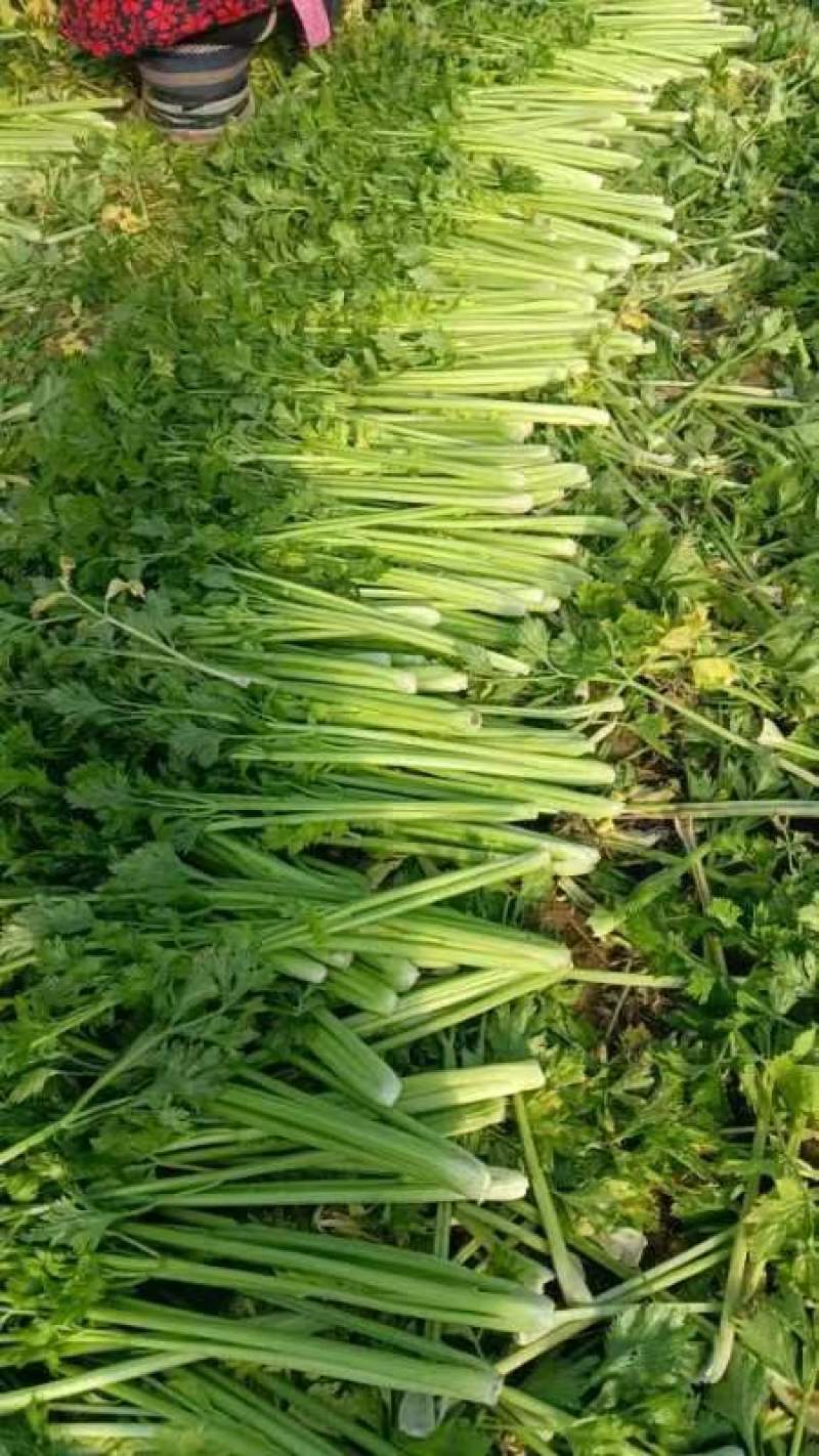 芹菜