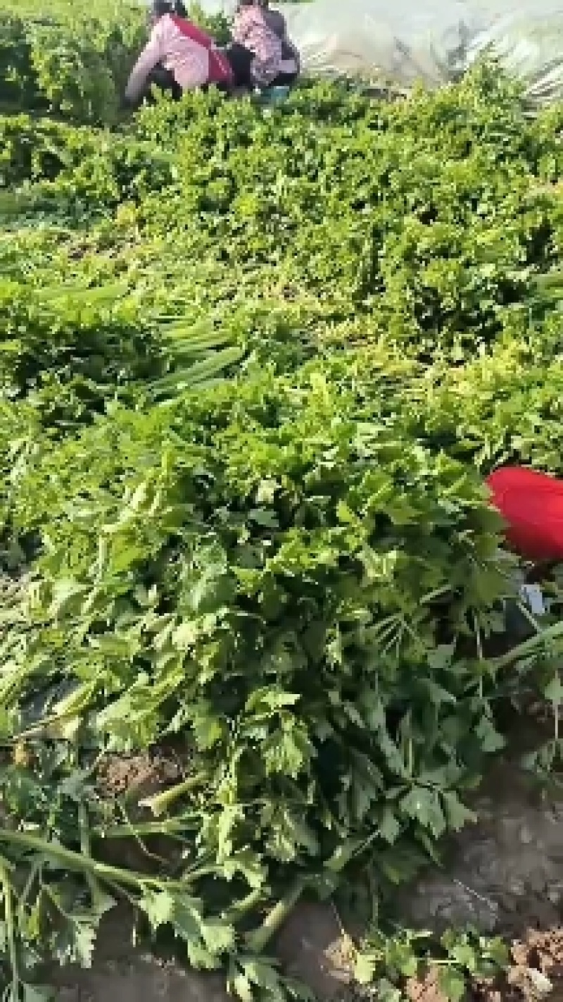 芹菜