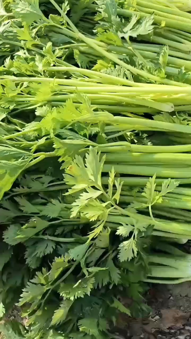 芹菜