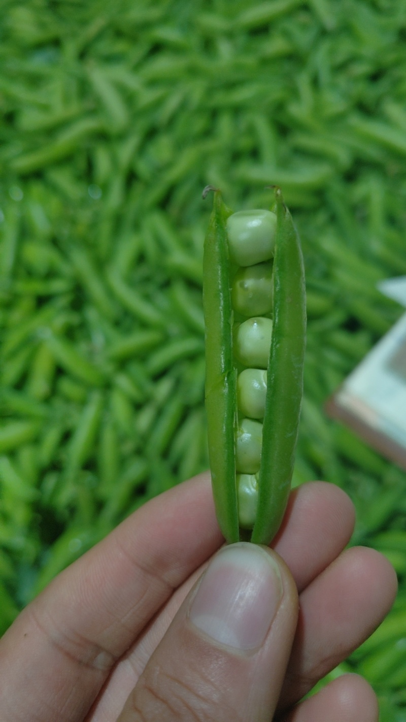 长寿仁豌豆中豌豆荚豆，一手货源产地直发，欢迎合作