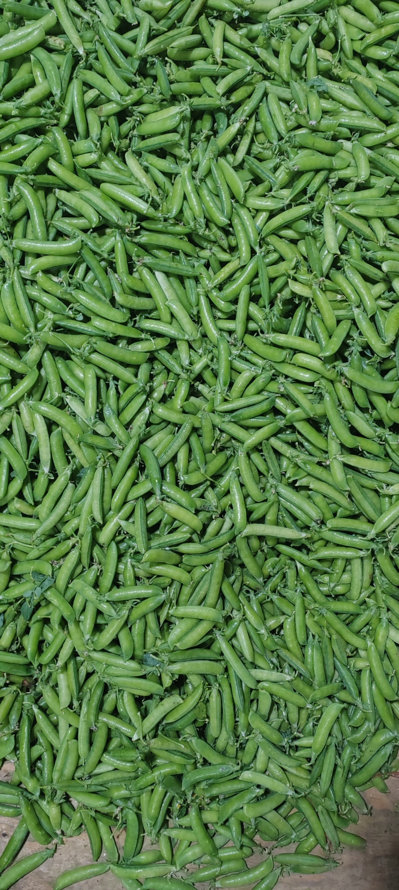 长寿仁豌豆中豌豆荚豆，一手货源产地直发，欢迎合作