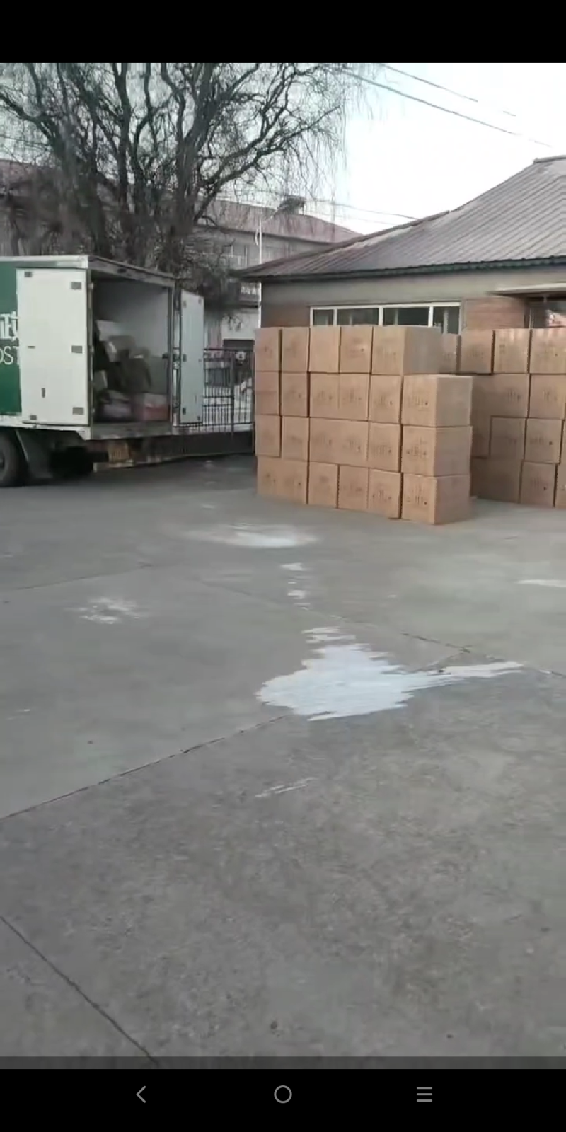 东北榆黄蘑批发鸡油菌批发