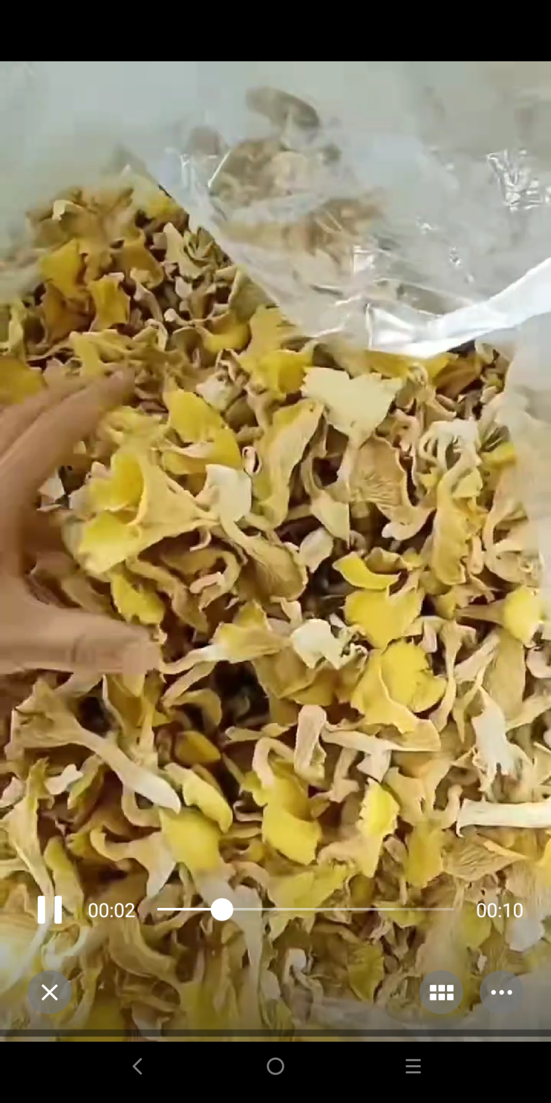 东北榆黄蘑批发鸡油菌批发