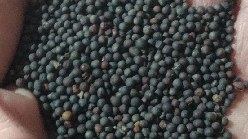 湖北菜籽高含油油色金黄香味浓郁37-38斤油率