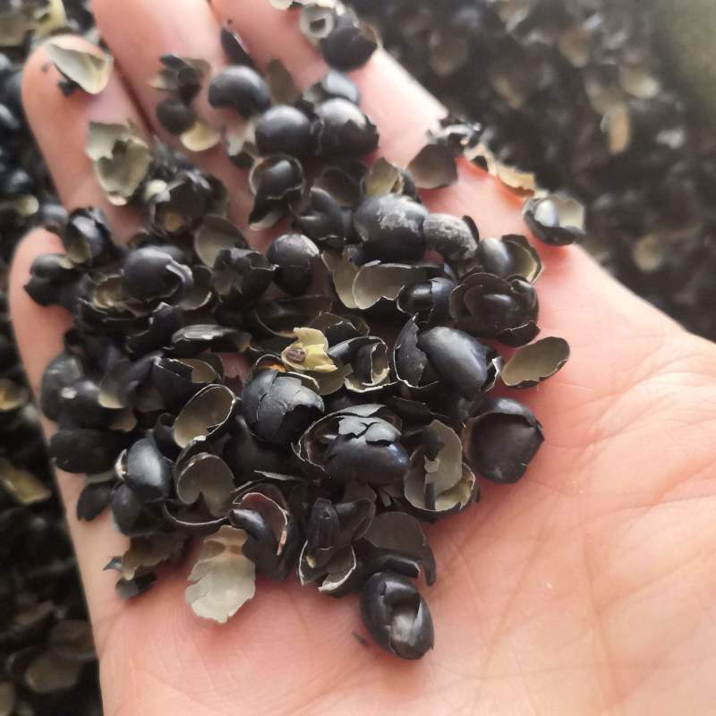 黑豆衣，新货干度好无硫实拍现货24小时内发货