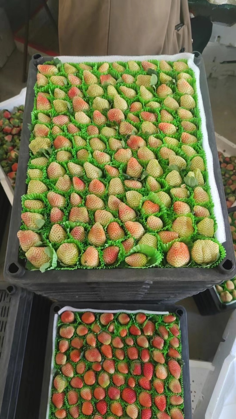 【精品】奶油草莓奶茶店专用价格可谈全国可发货