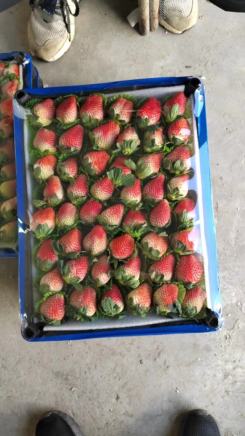 【精品】奶油草莓奶茶店专用价格可谈全国可发货