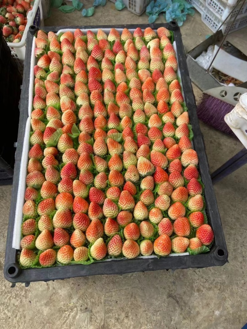 【精品】奶油草莓奶茶店专用价格可谈全国可发货