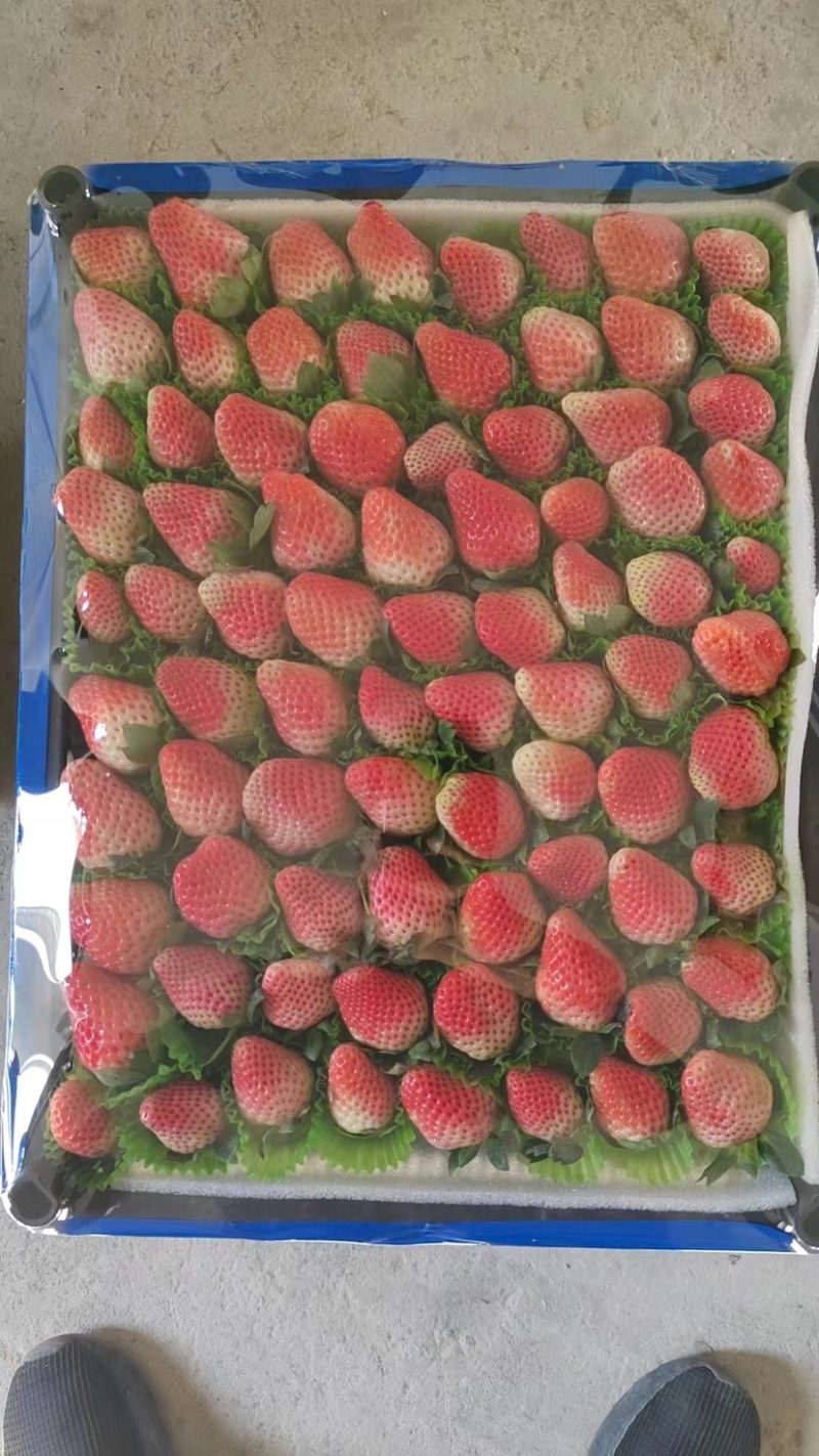 【精品】奶油草莓奶茶店专用价格可谈全国可发货