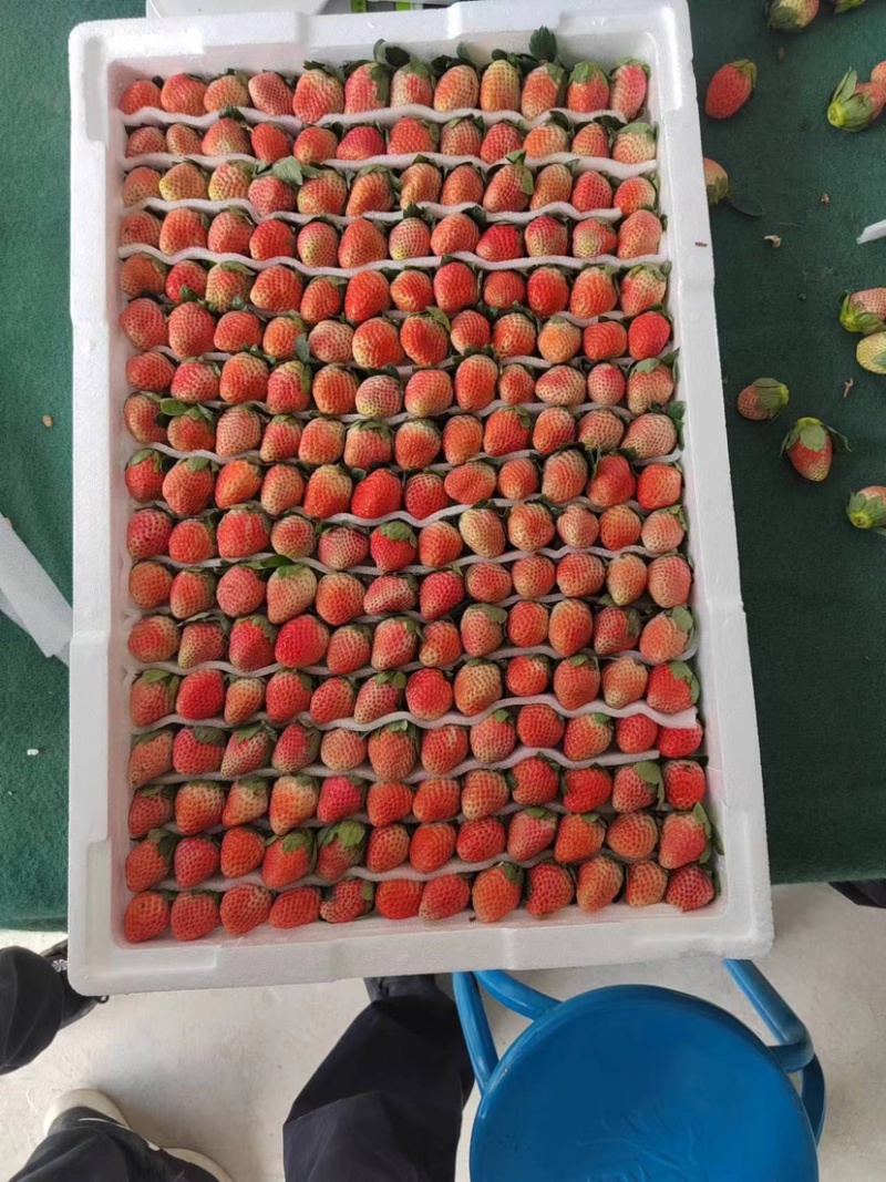 【精品】奶油草莓奶茶店专用价格可谈全国可发货