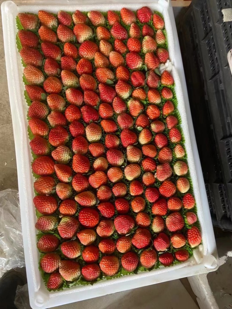 【精品】奶油草莓奶茶店专用价格可谈全国可发货