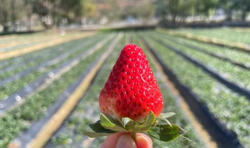 【精品】奶油草莓奶茶店专用价格可谈全国可发货