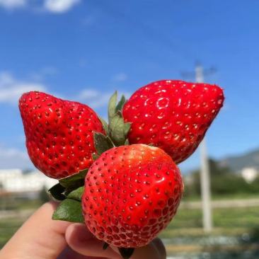 【精品】奶油草莓奶茶店专用价格可谈全国可发货