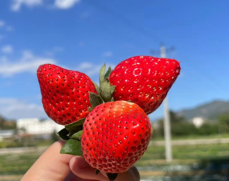 【精品】奶油草莓奶茶店专用价格可谈全国可发货