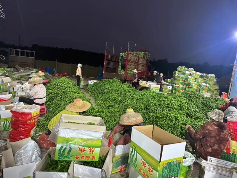 螺丝椒，笼椒一手货源，大量现货，诚信代办，各种辣椒