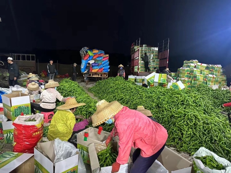 螺丝椒，笼椒一手货源，大量现货，诚信代办，各种辣椒