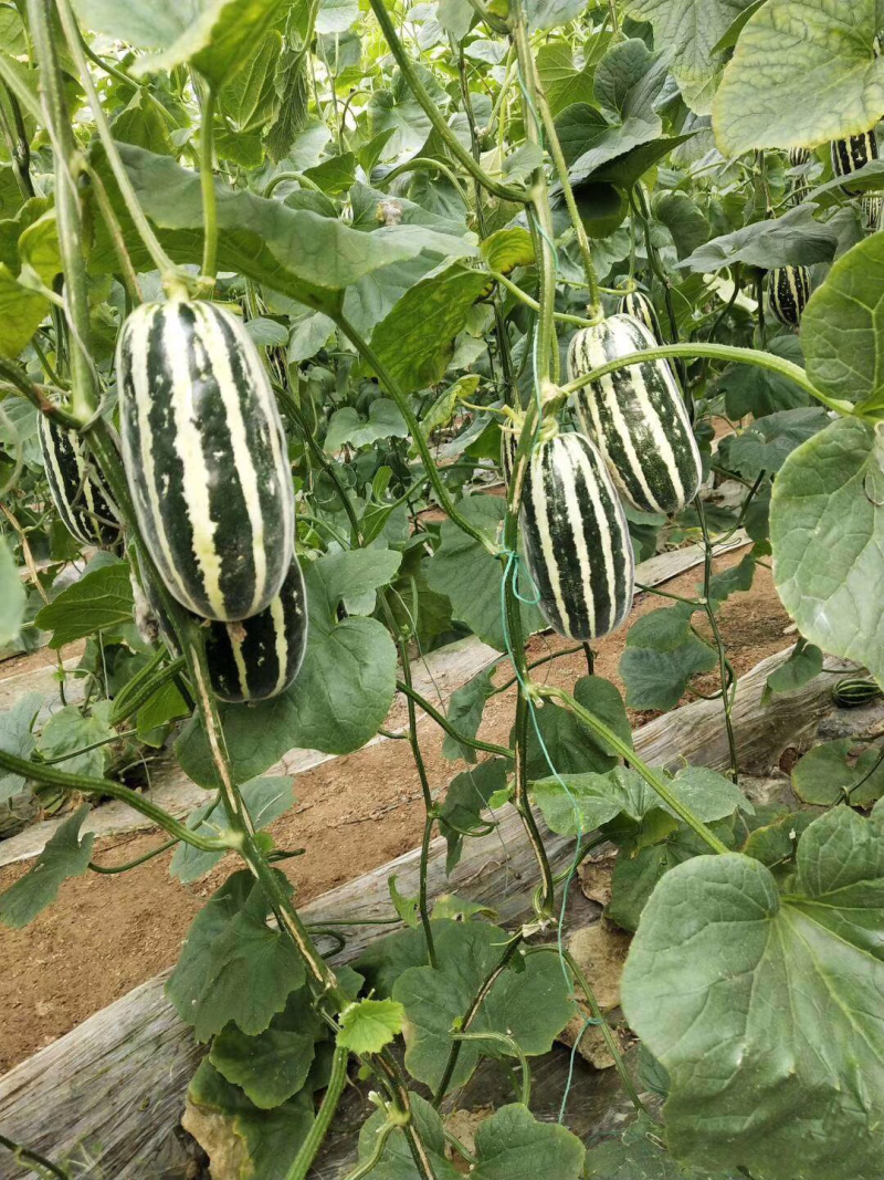 博洋9号甜瓜苗博洋9甜瓜苗博洋甜瓜苗嫁接甜瓜苗