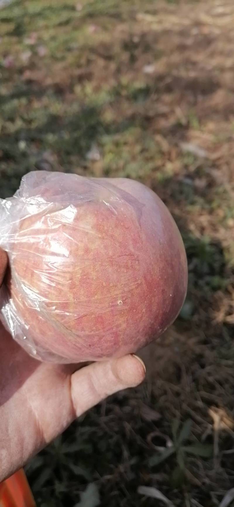 苹果，花椒，富平柿饼