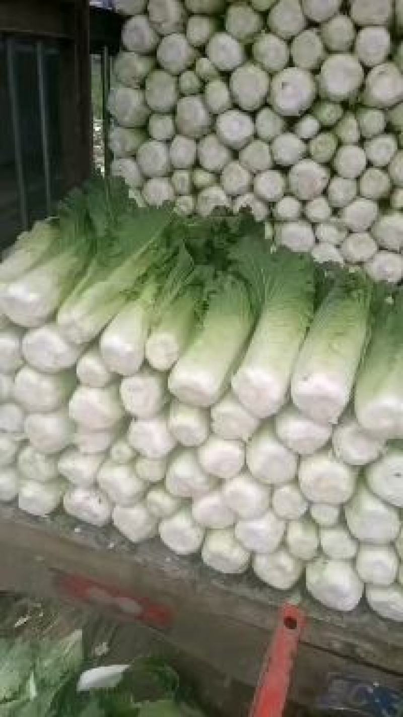 竹筒菜基地直供。
