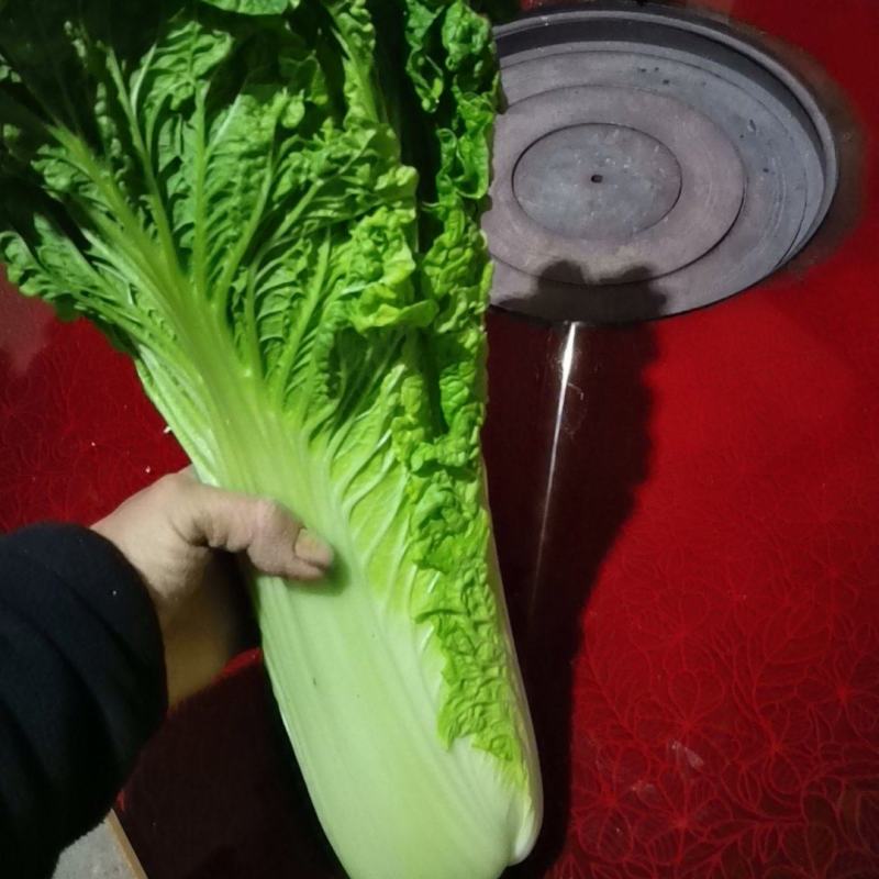 秋绿白菜持续有货。