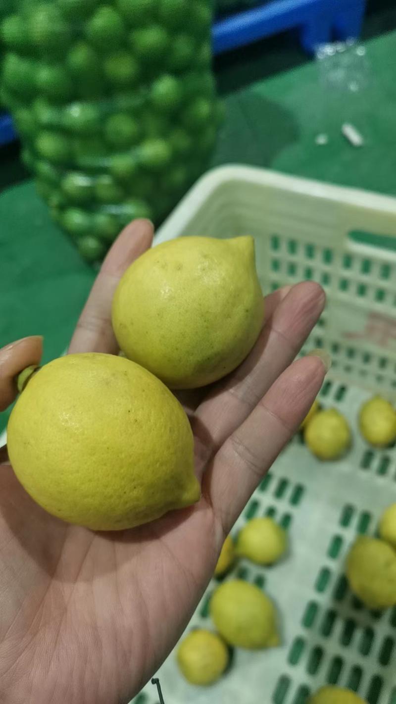 广东香水柠檬二级果次果榨汁果
