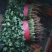 大叶香菜大量上市，一手货源各种规格都有可视频看货！