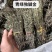 独脚金，疳积草，青绿色。100元一斤。