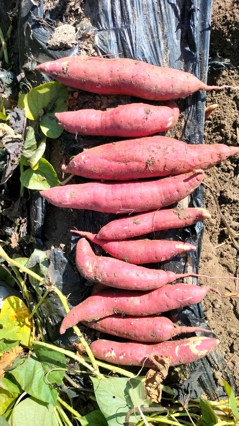 西瓜红全国发货山东青岛红薯，只做高品质长条！欢迎咨询！