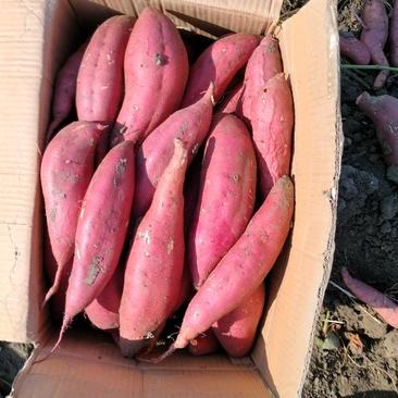 西瓜红全国发货山东青岛红薯，只做高品质长条！欢迎咨询！