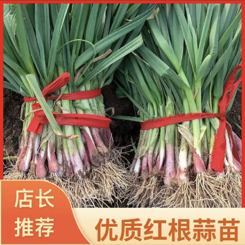 精品红根蒜苗，叶片厚绿，适合电商，超市，市场等