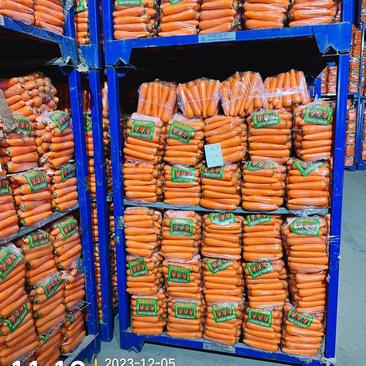 河南新苗胡萝卜中条大条商超供货各种规格