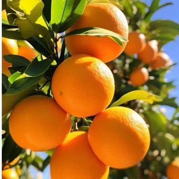 （四川）四川精品脐橙，无公害鲜果，现摘现发，诚信保证。