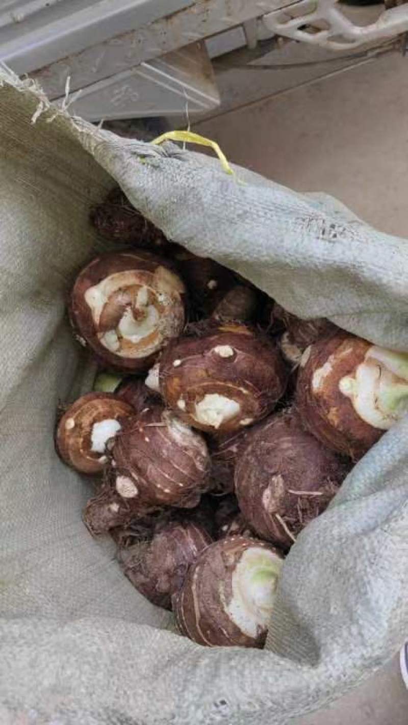 山东省临沂沂产地水毛芋头，大母子，通货，大量批发，加工。