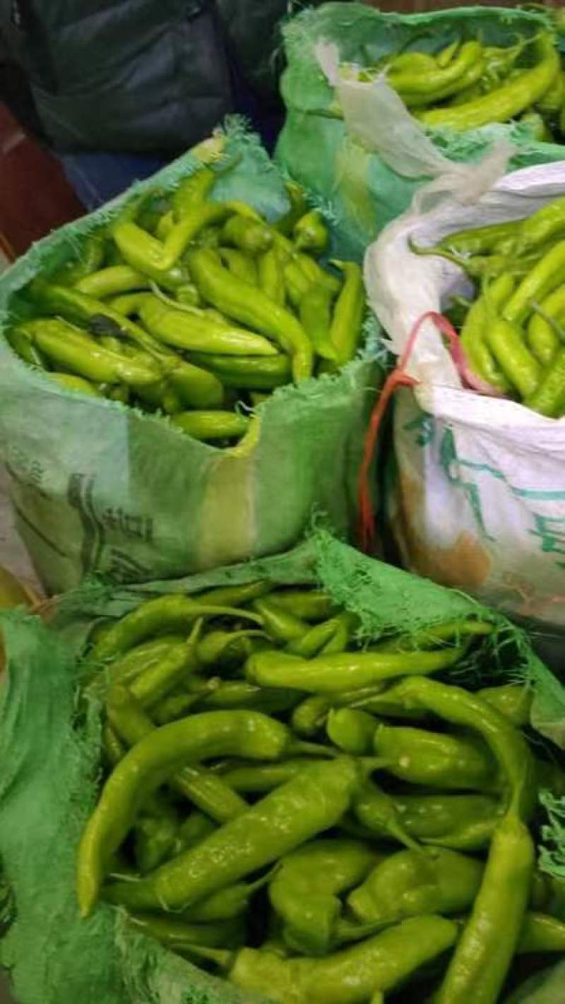 大量供应，尖椒，太空椒，精品，次品食堂货，赶集货