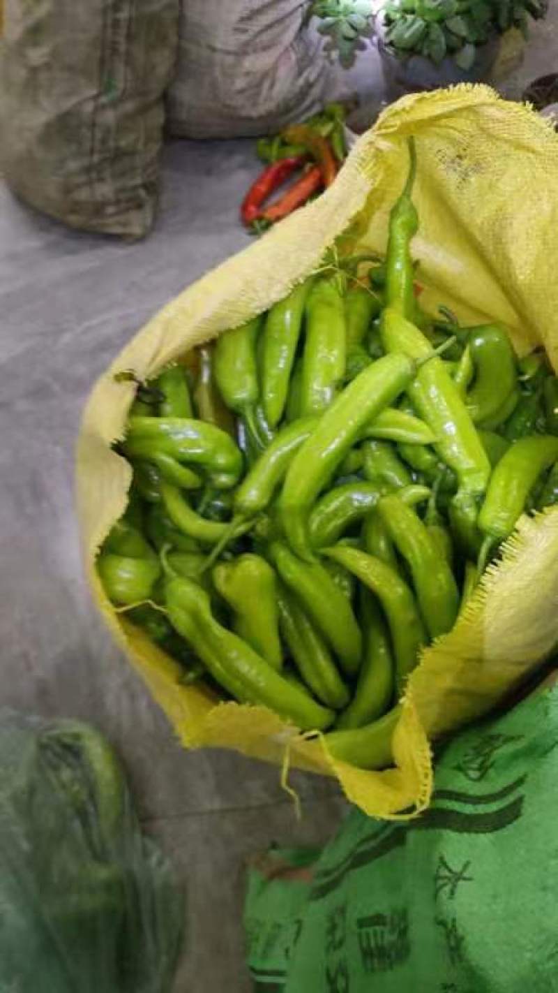 大量供应，尖椒，太空椒，精品，次品食堂货，赶集货