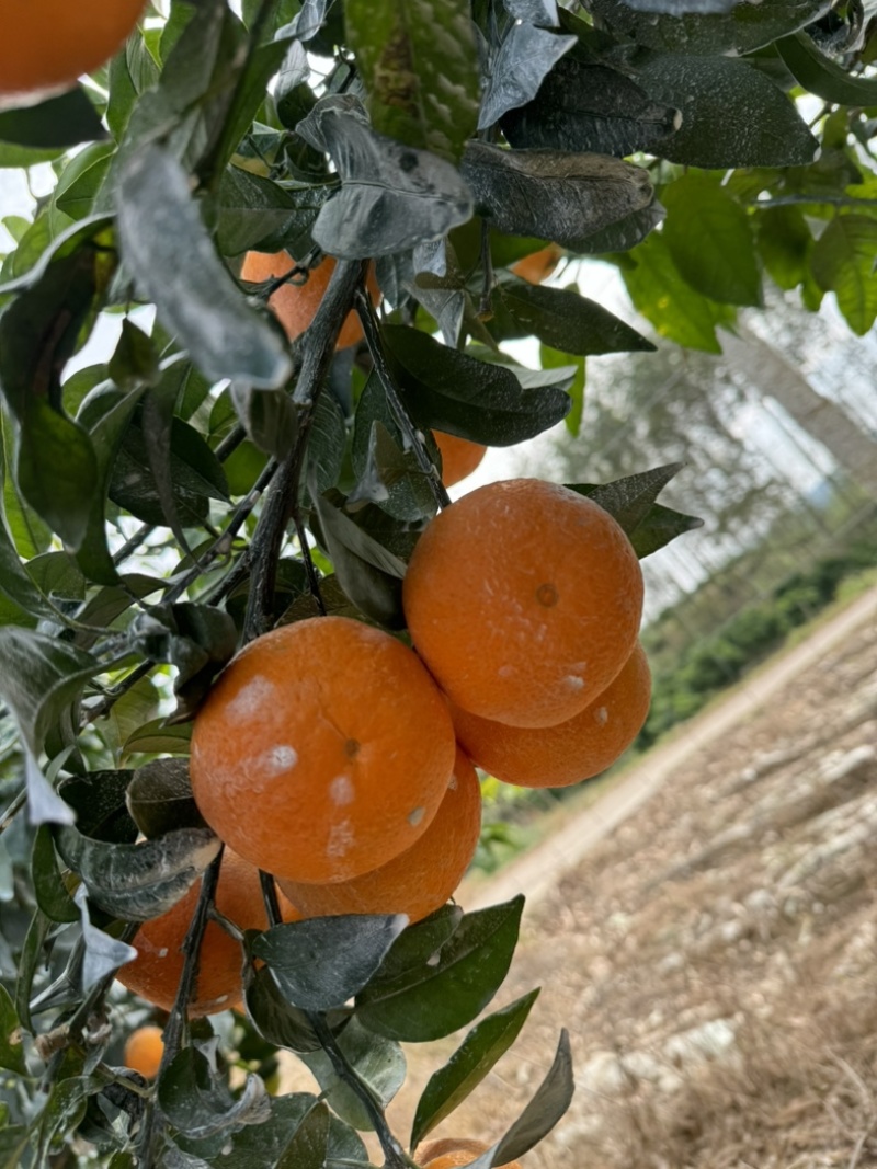 广西沃柑大量上市，皮薄多汁甜度爆，欢迎各大市场电商大佬