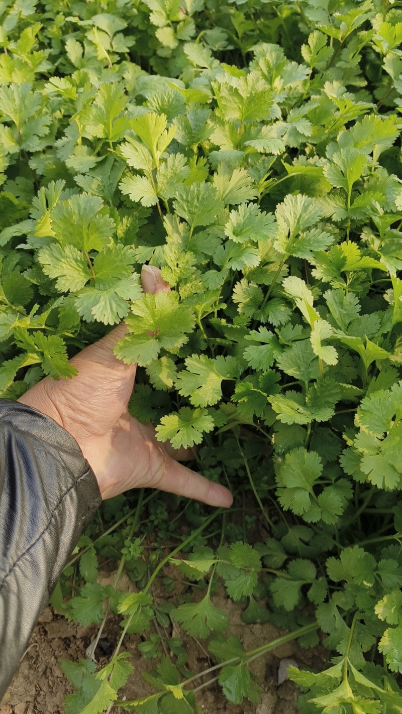 精品大棚香菜，小公棚香菜，代发全国各地。